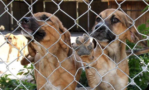 Bir Sokak Kopegi Evlat Edinin Tarkan Ozvardar Kose Yazilari