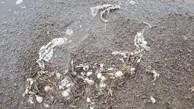 Süphan Gölü'nde tedirgin eden 'balık' ölümleri