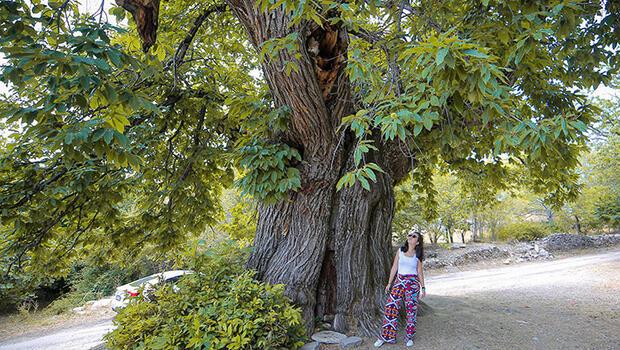 Antalya'da asırlık kestane ağacı ziyaretçilerin ilgisini çekiyor