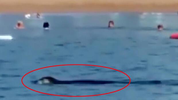 Antalya'da Akdeniz foku, turistlerle yüzdü
