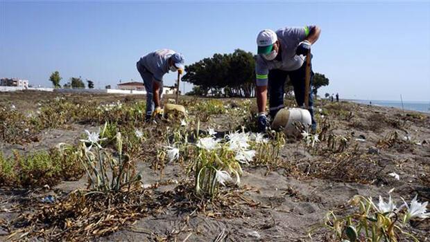 Akdeniz’de koruma altındaki kum zambaklarının bulunduğu bölgede temizlik
