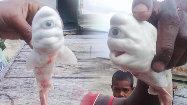 Balıkçıların ağına takıldı... Endonezya’da tek gözlü köpekbalığı, görenleri şaşkına çevirdi