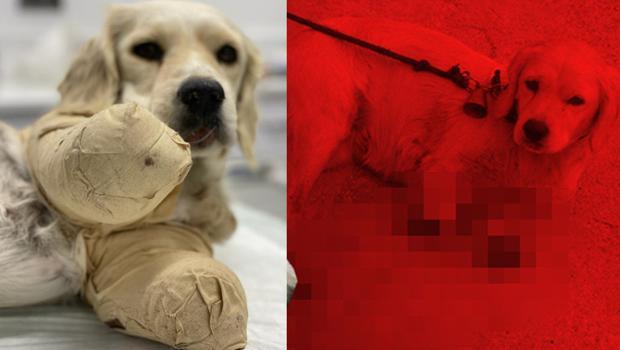 Samsun'da, ayakları kesilen yavru köpek, hayati tehlikesini atlattı