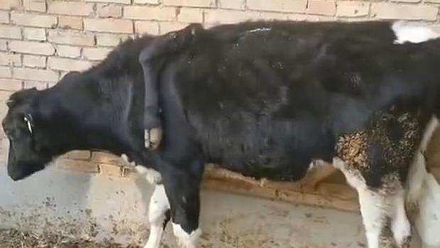 Çin'de bulunan 5 bacaklı inek görenleri şaşırttı