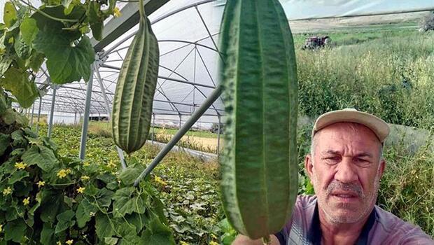 Beypazarılı çiftçi, tarlasında ’tropikal bamya’ yetiştirdi