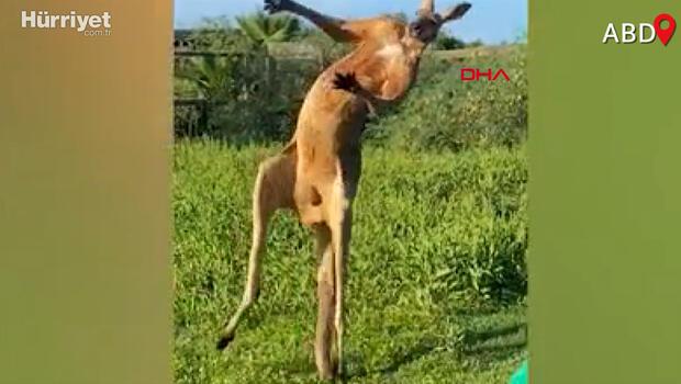 Kuyruğu üzerinde duran kanguru viral oldu