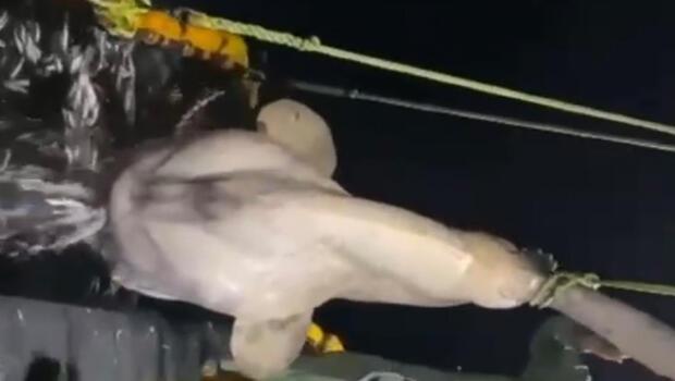 Balıkçıların ağına 300 kiloluk ay balığı takıldı