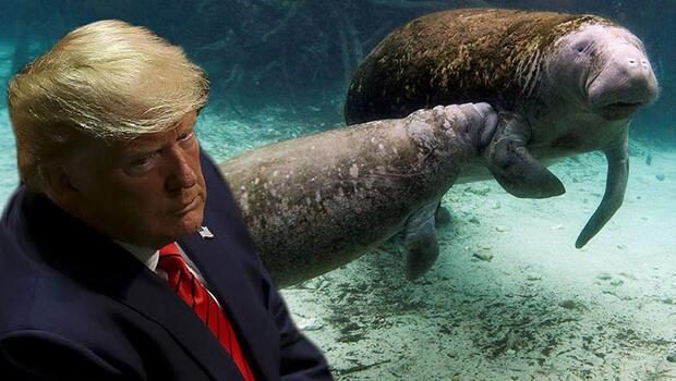 Deniz hayvanının üzerine 'Trump' yazılması tepki topladı! Yazan kişi aranıyor