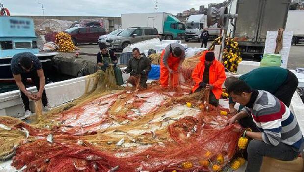 Zonguldak'ta balıkçının ağlarına 2 ton sarı kanat takıldı
