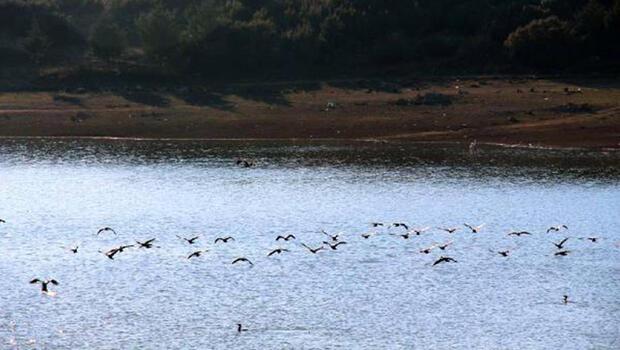 Onaç Baraj Göleti'nde kuş türleri artıyor
