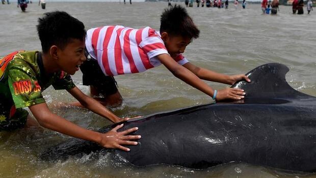 Endonezya’da 46 pilot balina kıyıya vurdu