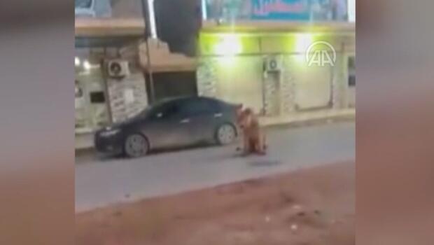 Libya'da cadde ortasında başıboş gezen bir aslan görenleri şaşkına çevirdi