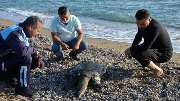 Sahile ölü Nil kaplumbağası vurdu
