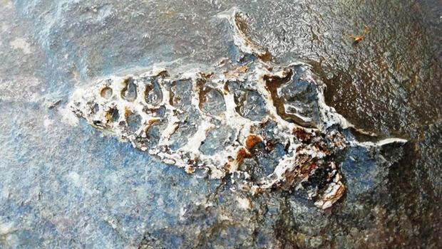 Adıyaman'da bulundu! 70 milyonluk yıllık Gastropod fosili...
