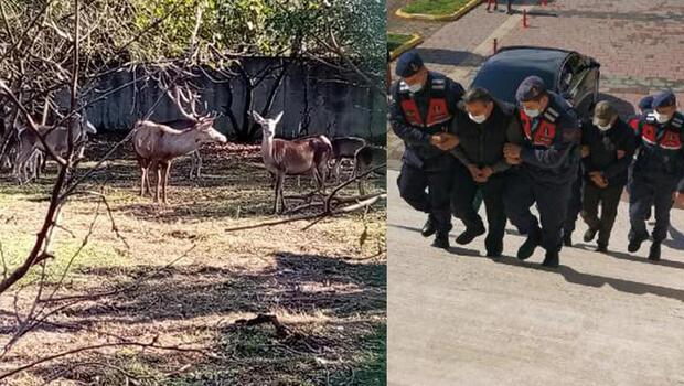 Hayvanat bahçesindeki geyiği kaçırıp yiyen 2 kişi tutuklandı