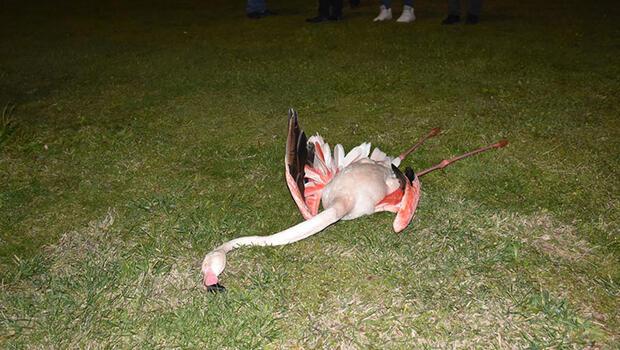 İzmir’de 9 flamingonun ölümü endişe uyandırdı
