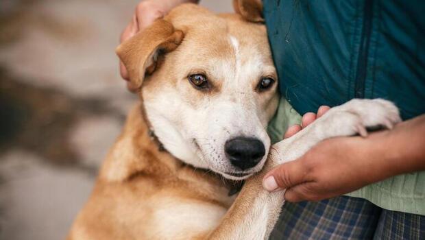 Save a Dog bağışı kampanyası nedir? 