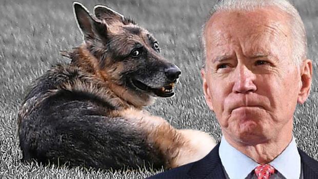 ABD Başkanı Joe Biden'ın köpeği 'Champ' hayatını kaybetti