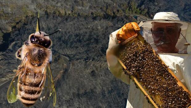 Önce kuraklık şimdi yangın... Arılar kurtuldu, çam balı üretimi ne olacak?