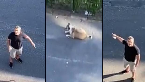 'Daire 16'nın sokak köpeği isyanı! 'Yeter artık...'