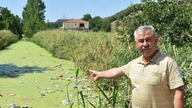 Edirne'nin Bayır Deresi kirlilikten yeşile büründü
