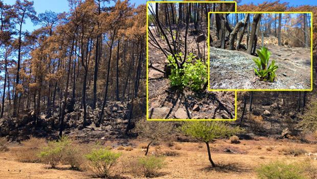 Marmaris'te yangınlar sonrası doğa canlanmaya başladı