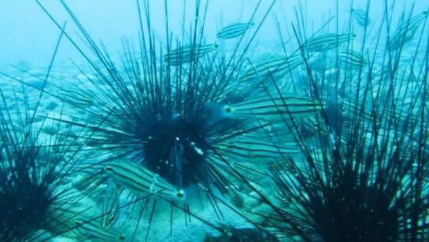 Kızıldeniz göçmen balıklarının su altındaki ‘hemşehri dayanışması’