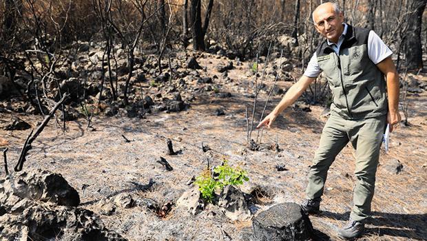 Manavgat'ta yanan orman küllerinden doğuyor