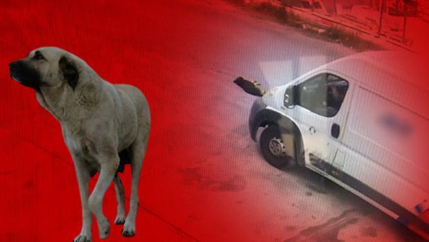 Kargo firmasına ait kamyonet köpeğin üzerinden geçti... Acı haber geldi