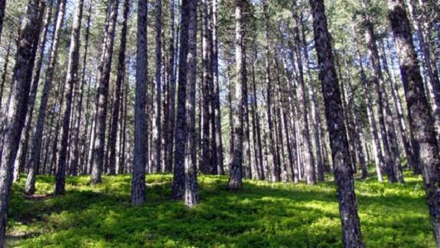 Balıkesir'de yeni kararlar... Yasak 1 Ekim'e kadar uzatıldı