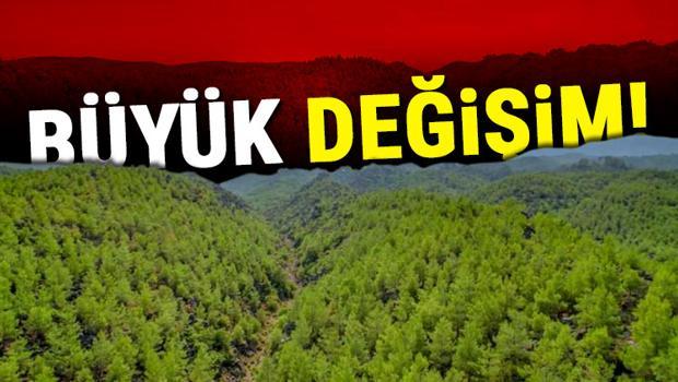 Manavgat'ta 13 yıl önce yanan orman yeniden yeşile döndü