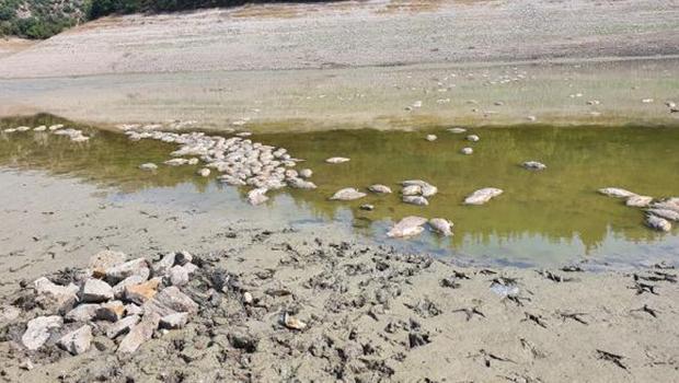 Göletteki su çekildi, balıklar öldü