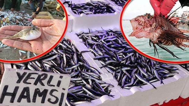 İstilacı türler Marmara ve Karadeniz'i de tehdit ediyor! Yerli balık türleri azalırsa bizi neler bekliyor?