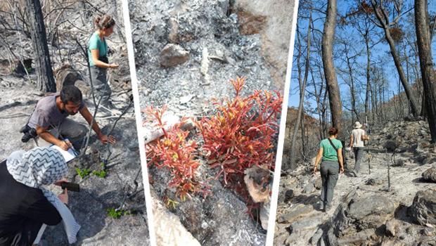 Muğla'da yanan 'özel bölgeler' için ekolojik kurtarma operasyonu