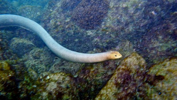 Zehirli deniz yılanlarının şaşırtan yaklaşımı… Dalgıçları cinsel partnerleri sanıyorlar!