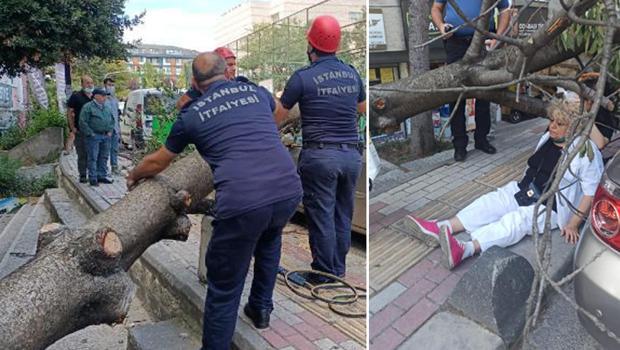 Bakırköy'de ağaç devrildi! Kaldırımda yürüyen kadın yaralandı