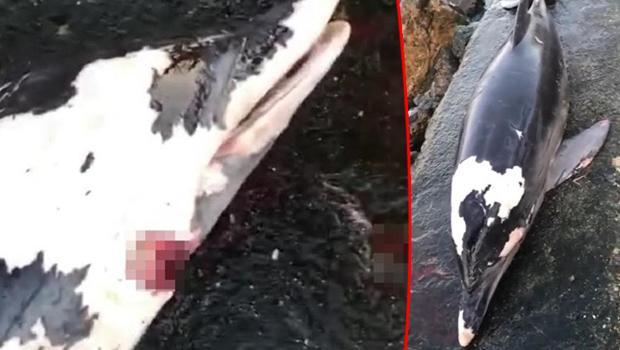 Boynundan tabancayla vurulmuş halde kıyıya vurdu! Vatandaşlar tepki gösterdi