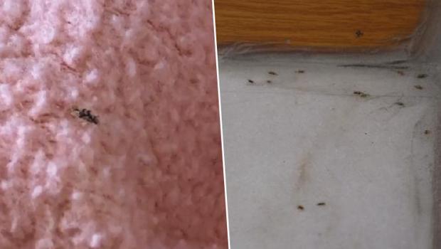 Sultangazi'de 'dantel böcek' istilası! İnsan vücuduna ve bulduğu her yüzeye yapışıyor