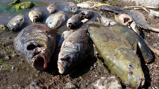 Van'da yüzlerce ölü balık kıyıya vurmuştu! Nedeni belli oldu