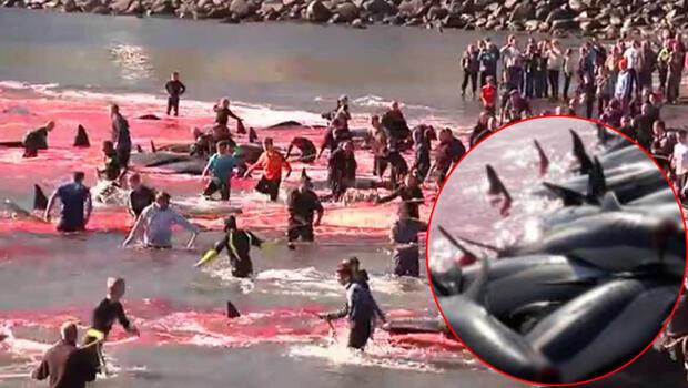 1500'e yakın balina ve yunusu acımasızca katletmişlerdi... Resmi açıklama yaptılar