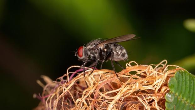 'Ah, karasinek ısırdı...' diyoruz ama onlar karasinek değil! İşte İstanbullunun yeni derdi...