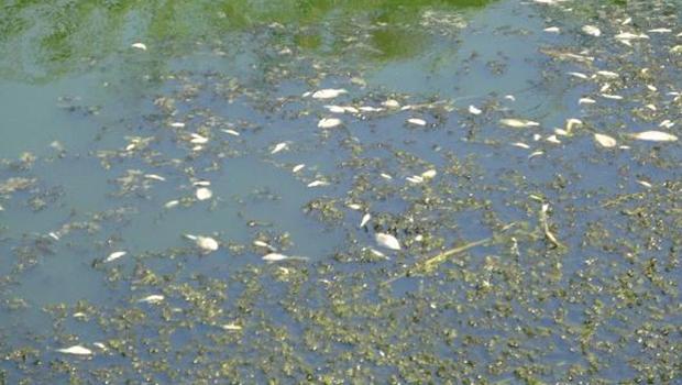 Büyük Menderes Nehri'ndeki balık ölümlerinin nedeni belli oldu!