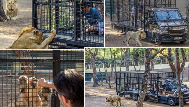 Antalya'da telli kamyonetle 'aslan safarisi'ne tepki
