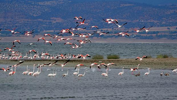 Flamingolar, suyu azalan Burdur Gölü'nde