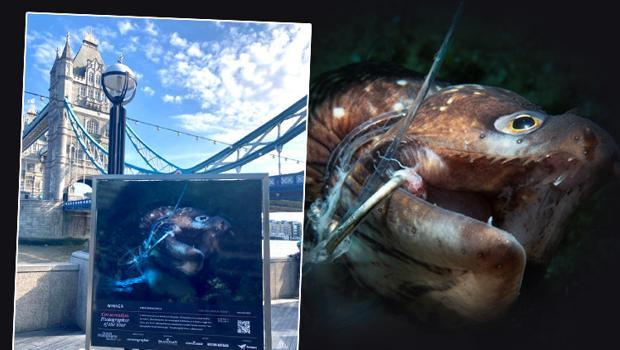 Oceanography Magazine'in düzenlediği yılın koruma fotoğrafçısı ödülünü bir Türk kazandı