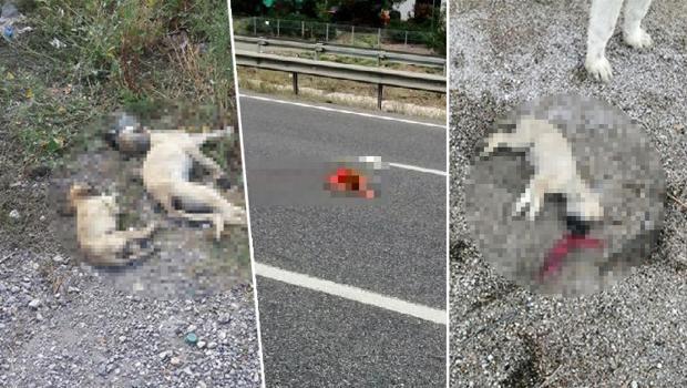 Belediyenin yol kenarına attığı köpekler araçların altında can verdi