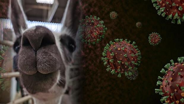 Koronavirüse 'lama'lı çözüm