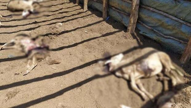 Kastamonu'da ayı saldırısı: 25 koyun öldü