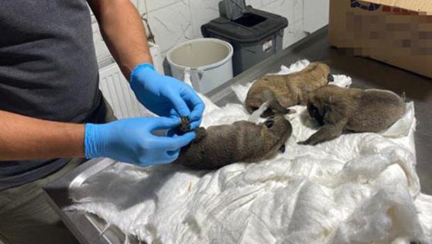 Eskişehir'de, çuval içinde 2'si ölü 7 yavru köpek bulundu