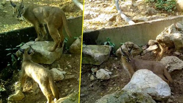 'Ormanın hayalet kedisi' Antalya'da görüntülendi